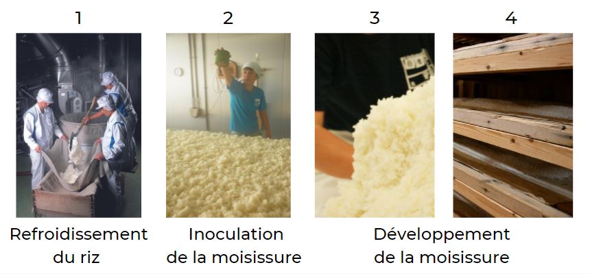 brassage du saké élaboration du riz koji